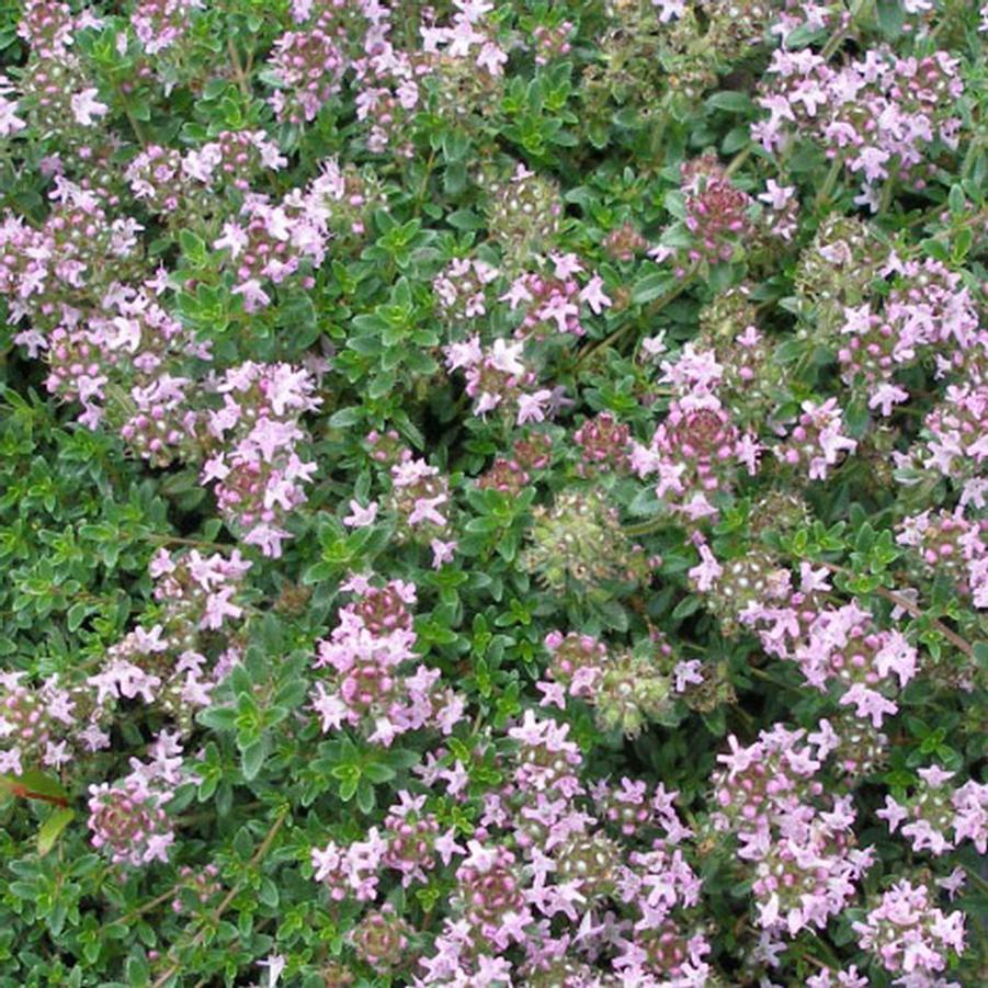 Thymus Serpyllum Pink Chintz - View 13 from www redcrocus com
