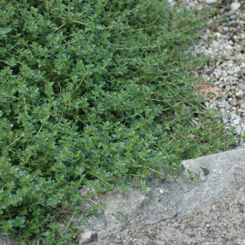 Thymus Serpyllum Pink Chintz - View 17 from www redcrocus com