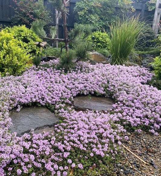 Thymus Serpyllum Pink Chintz - View 1 from www redcrocus com