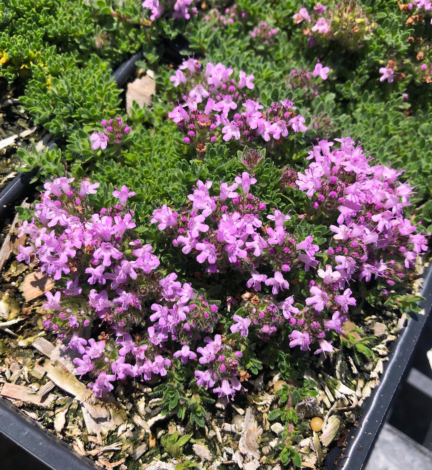 Thymus Serpyllum Pink Chintz - View 3 from www redcrocus com