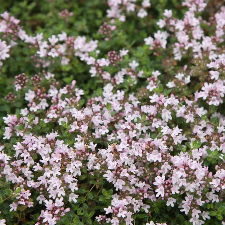 Thymus Serpyllum Pink Chintz - View 4 from www redcrocus com
