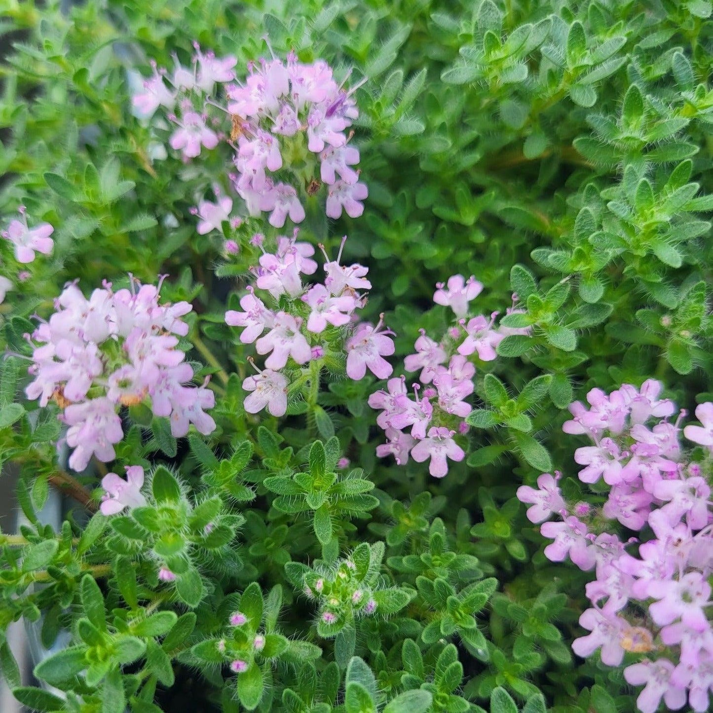 Thymus Serpyllum Pink Chintz - View 6 from www redcrocus com