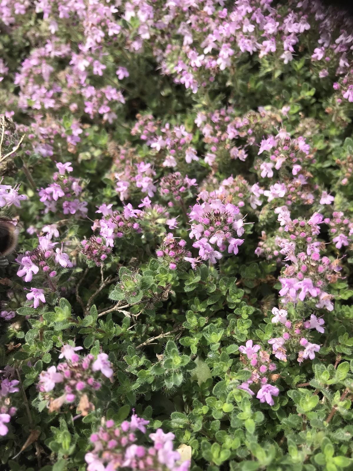 Thymus Serpyllum Pink Chintz - View 9 from www redcrocus com