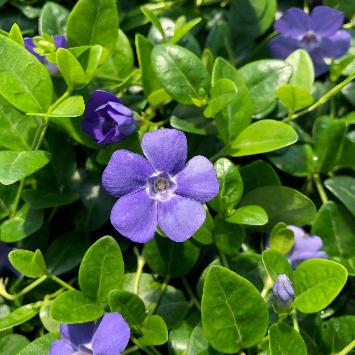 G013 Vinca Minor 'bowles' - View 10 from www redcrocus com