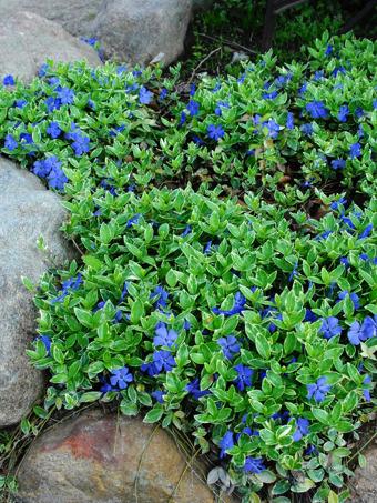 G013 Vinca Minor 'bowles' - View 11 from www redcrocus com