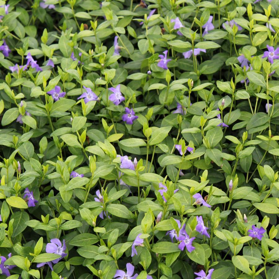 G013 Vinca Minor 'bowles' - View 14 from www redcrocus com