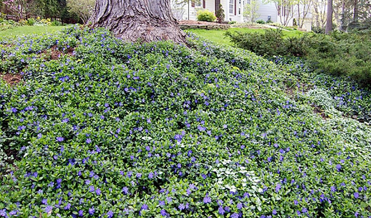G013 Vinca Minor 'bowles' - View 16 from www redcrocus com