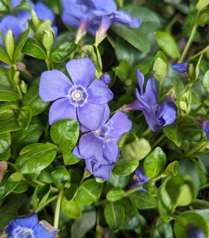 G013 Vinca Minor 'bowles' - View 17 from www redcrocus com