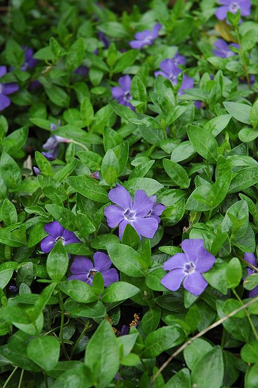 G013 Vinca Minor 'bowles' - View 18 from www redcrocus com
