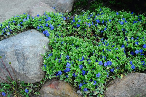 G013 Vinca Minor 'bowles' - View 19 from www redcrocus com