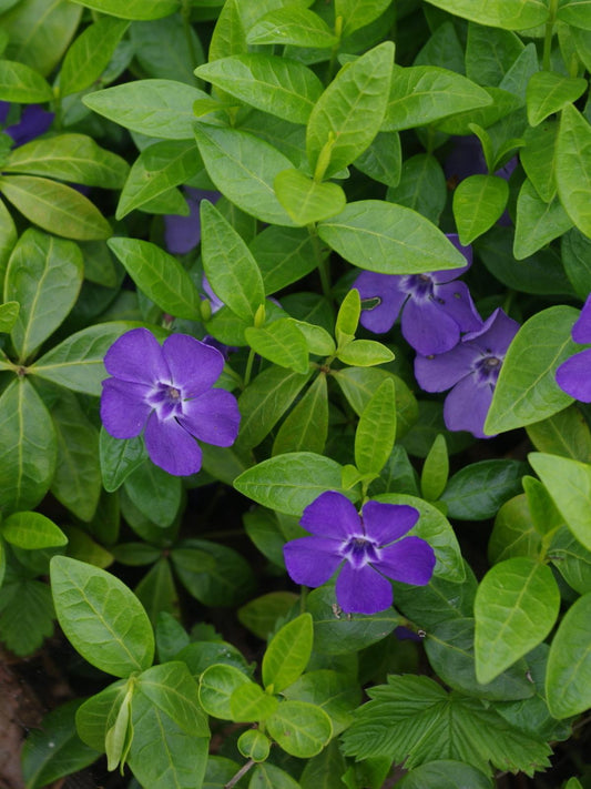 G013 Vinca Minor 'bowles' - View 20 from www redcrocus com