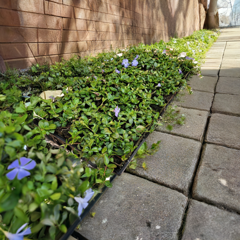 G013 Vinca Minor 'bowles' - View 21 from www redcrocus com