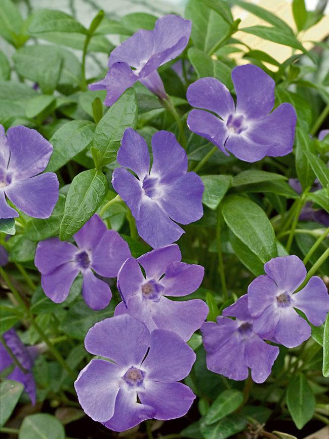 G013 Vinca Minor 'bowles' - View 22 from www redcrocus com