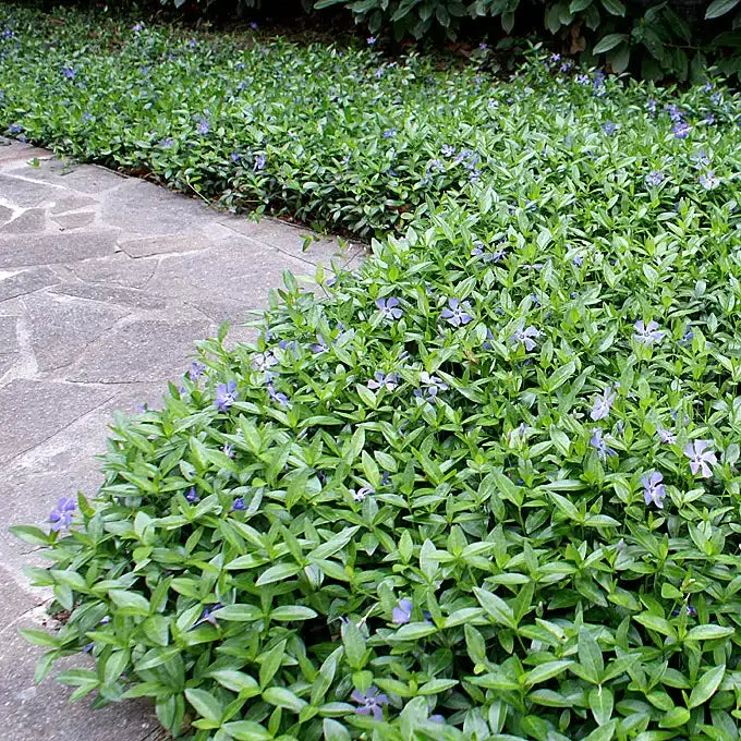 G013 Vinca Minor 'bowles' - View 24 from www redcrocus com