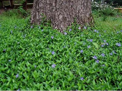 G013 Vinca Minor 'bowles' - View 25 from www redcrocus com