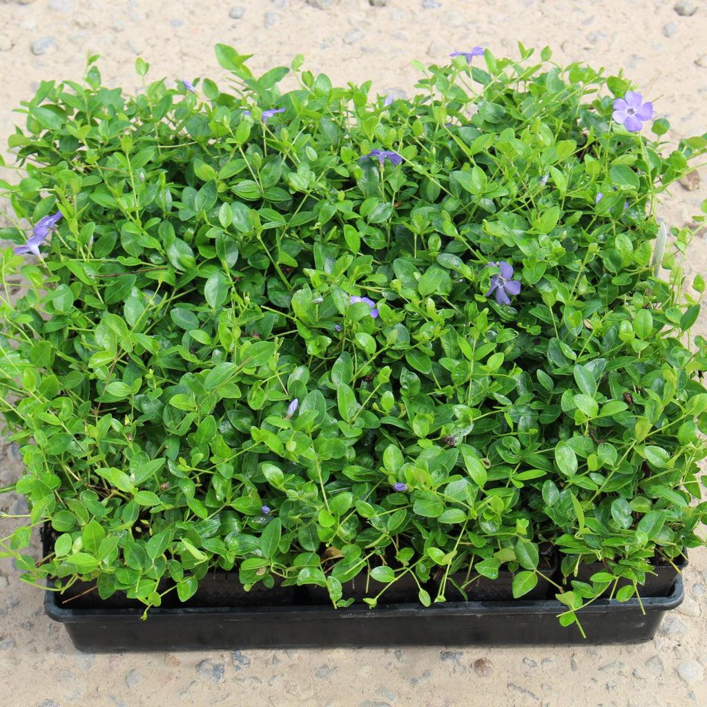 G013 Vinca Minor 'bowles' - View 27 from www redcrocus com