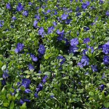 G013 Vinca Minor 'bowles' - View 28 from www redcrocus com