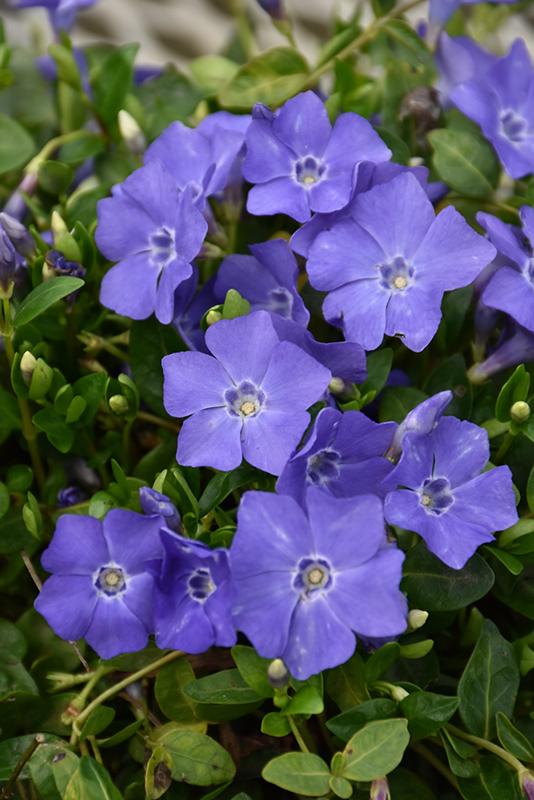 G013 Vinca Minor 'bowles' - View 30 from www redcrocus com