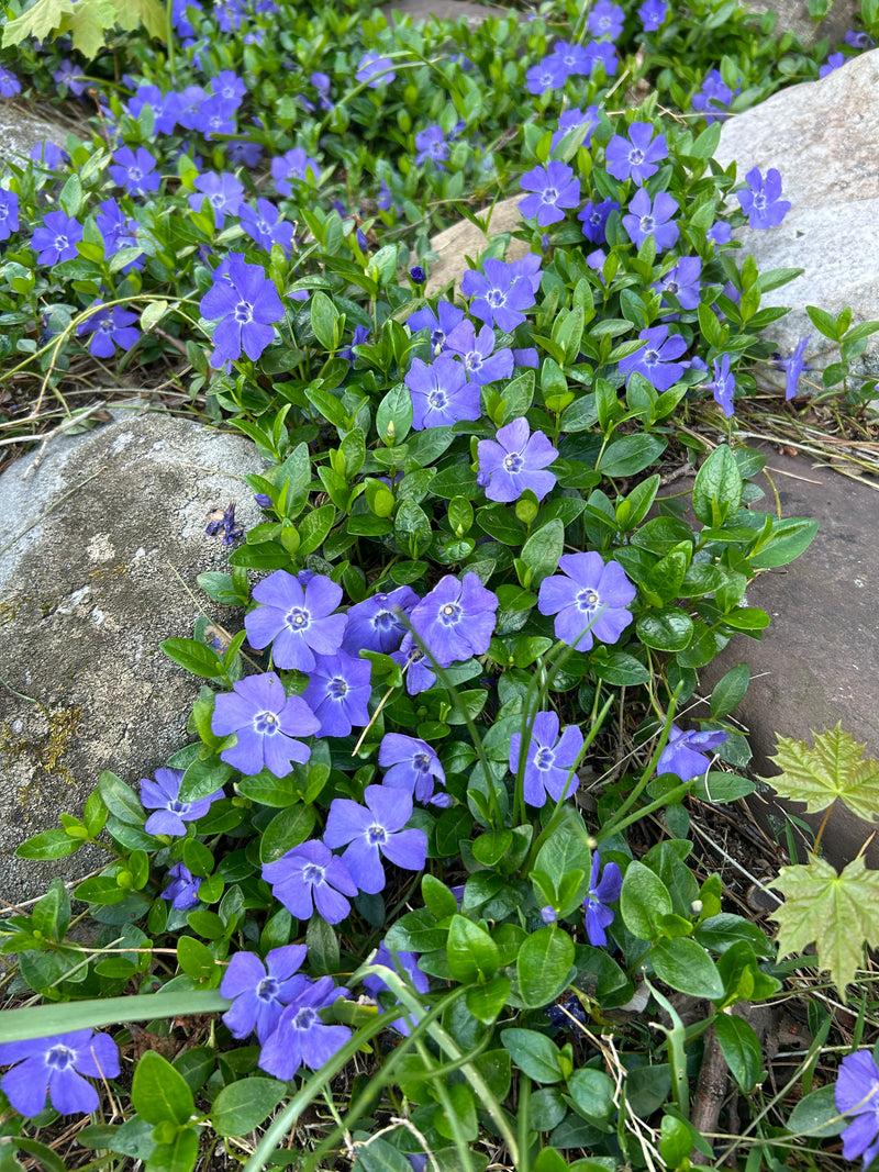 G013 Vinca Minor 'bowles' - View 31 from www redcrocus com