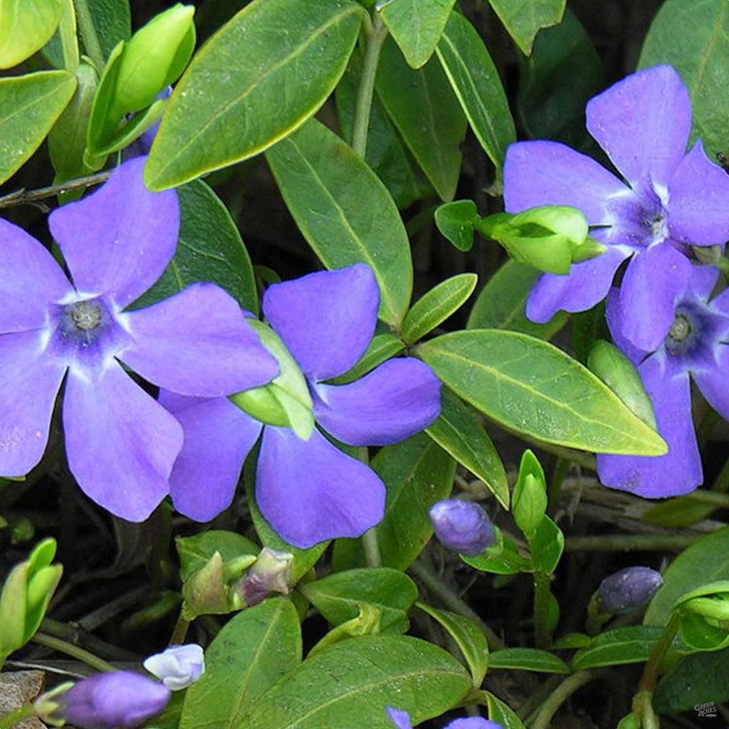 G013 Vinca Minor 'bowles' - View 32 from www redcrocus com