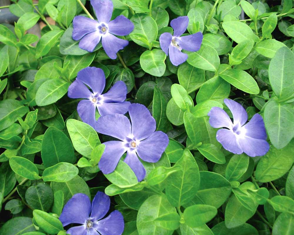 G013 Vinca Minor 'bowles' - View 33 from www redcrocus com