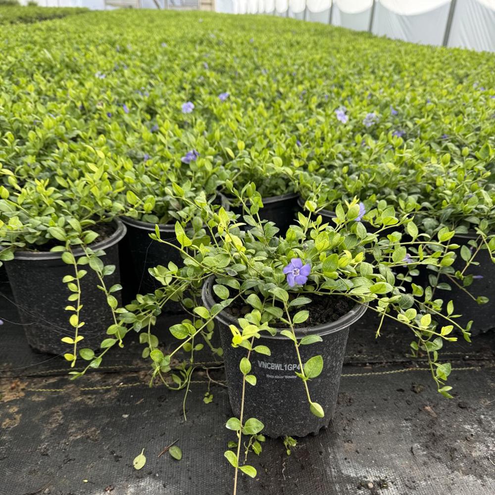 G013 Vinca Minor 'bowles' - View 34 from www redcrocus com