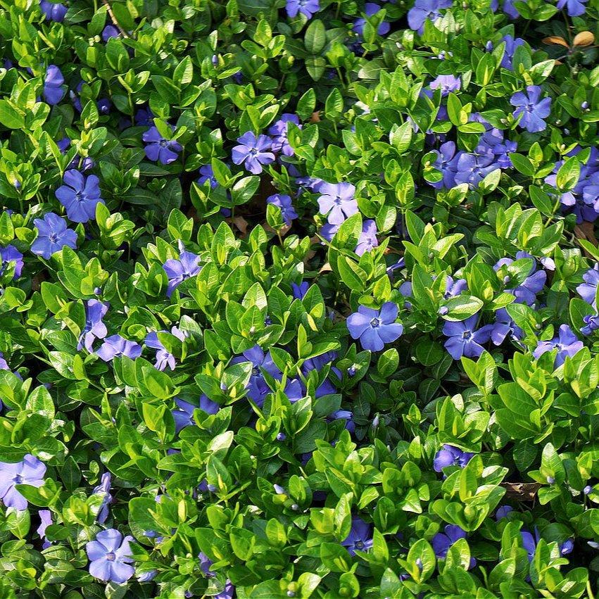 G013 Vinca Minor 'bowles' - View 37 from www redcrocus com