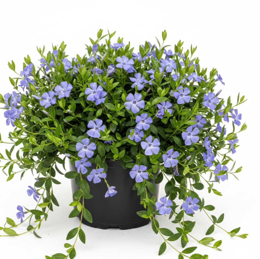 G013 Vinca Minor 'bowles' - View 39 from www redcrocus com