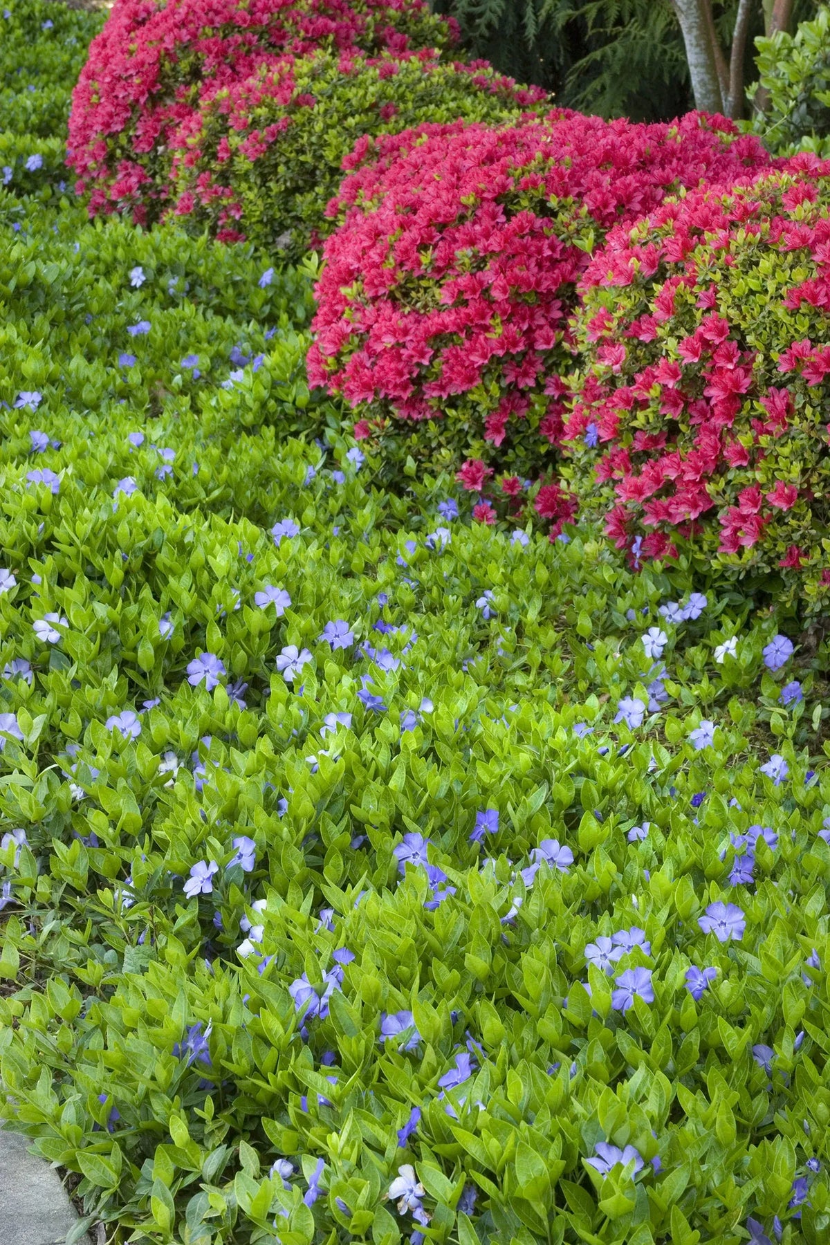 G013 Vinca Minor 'bowles' - View 3 from www redcrocus com