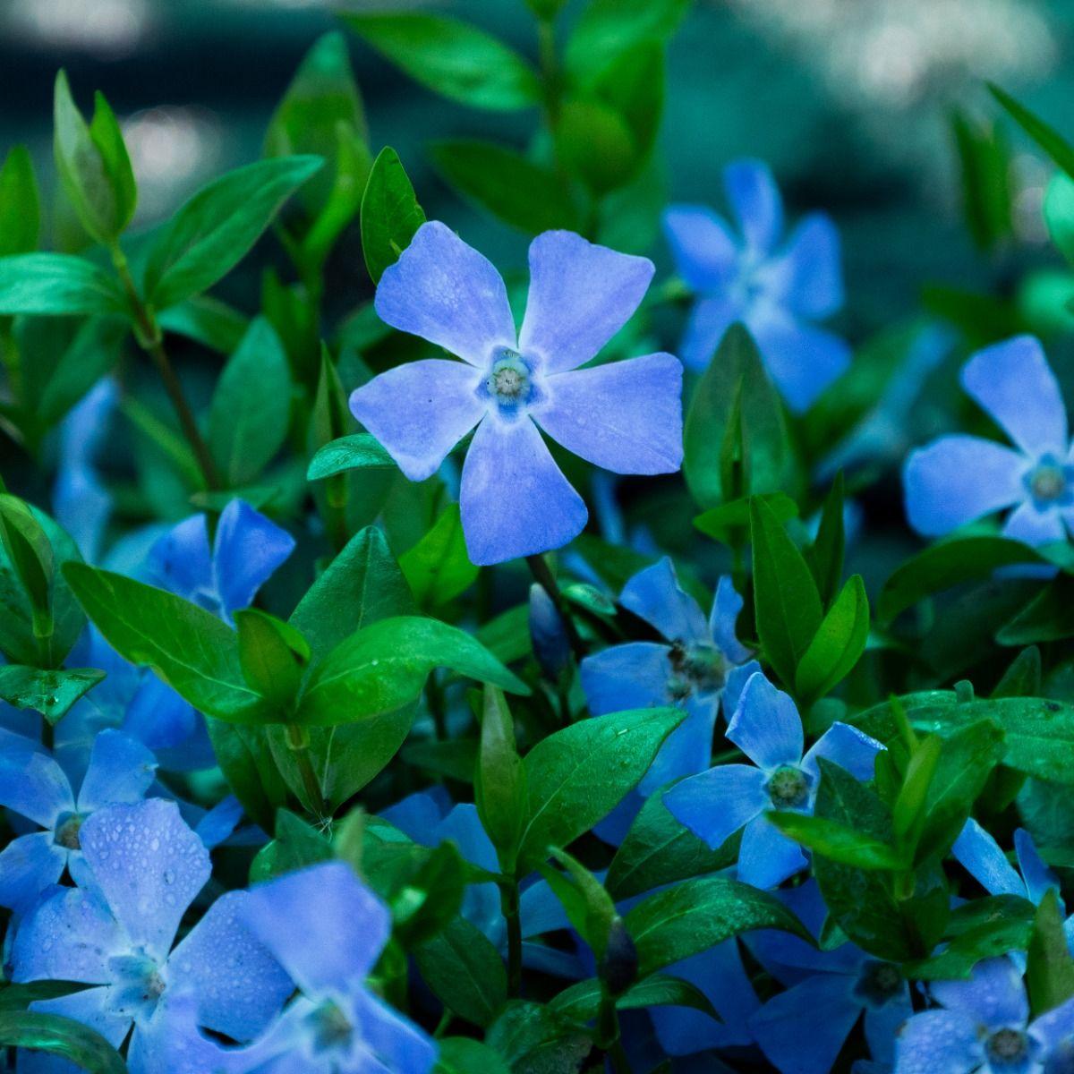 G013 Vinca Minor 'bowles' - View 40 from www redcrocus com