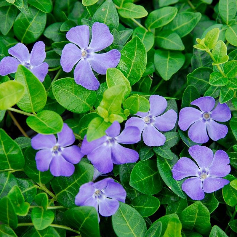 G013 Vinca Minor 'bowles' - View 6 from www redcrocus com