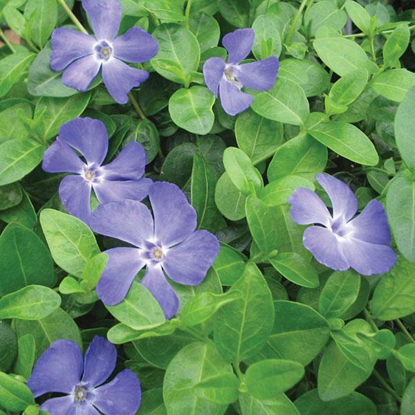 G013 Vinca Minor 'bowles' - View 7 from www redcrocus com