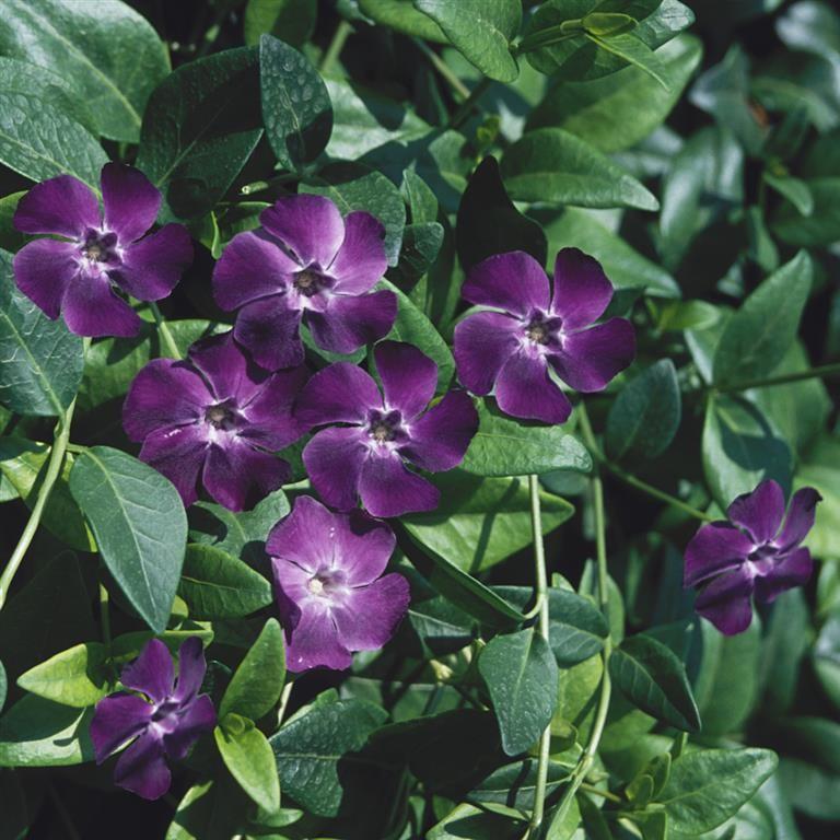 G013 Vinca Minor 'bowles' - View 9 from www redcrocus com