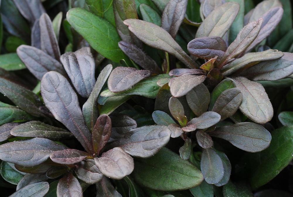 G021 Ajuga Reptans 'chocolate Chip' - View 10 from www redcrocus com
