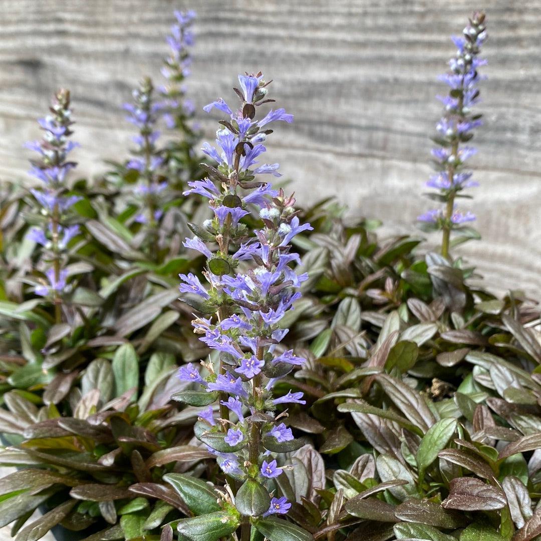 G021 Ajuga Reptans 'chocolate Chip' - View 12 from www redcrocus com
