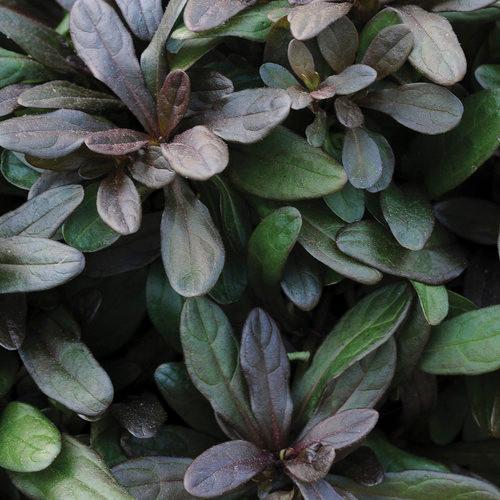 G021 Ajuga Reptans 'chocolate Chip' - View 17 from www redcrocus com
