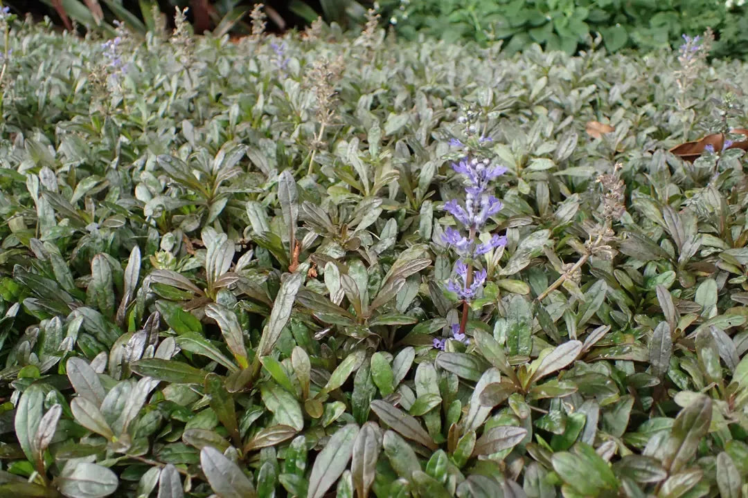 G021 Ajuga Reptans 'chocolate Chip' - View 18 from www redcrocus com