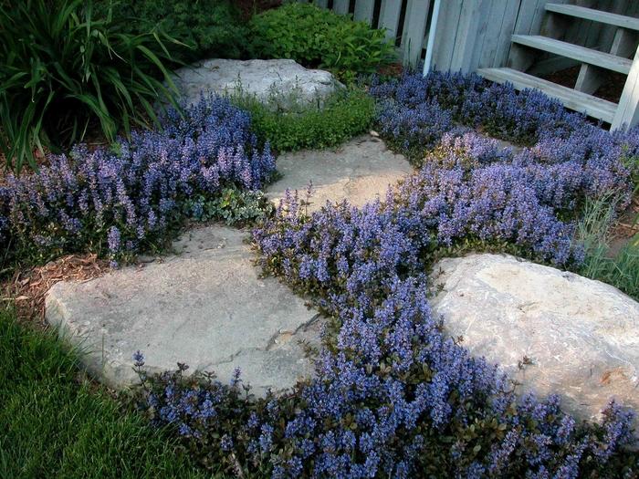 G021 Ajuga Reptans 'chocolate Chip' - View 1 from www redcrocus com