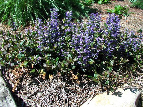 G021 Ajuga Reptans 'chocolate Chip' - View 21 from www redcrocus com