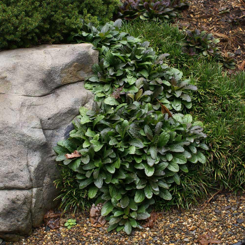 G021 Ajuga Reptans 'chocolate Chip' - View 22 from www redcrocus com
