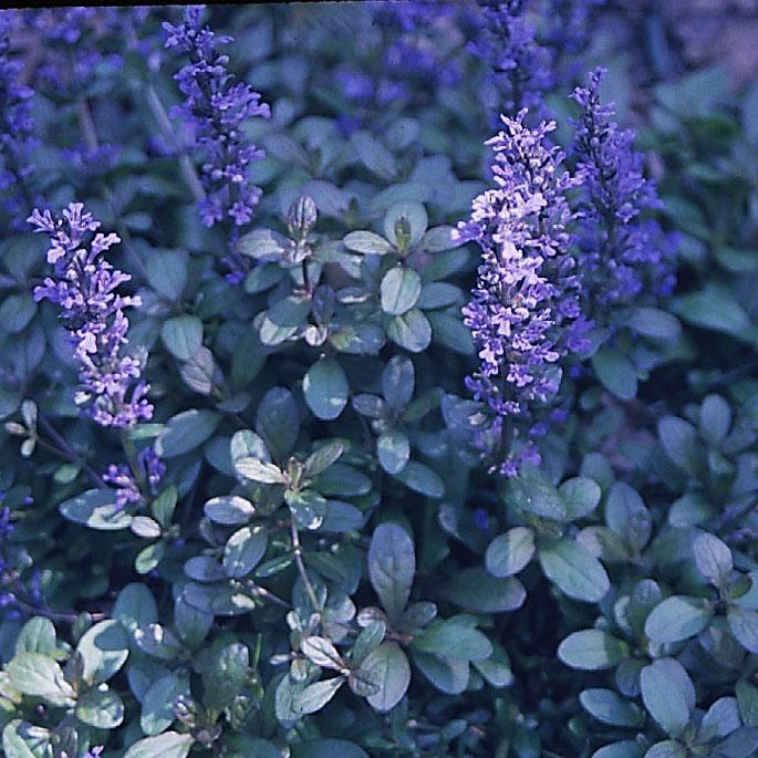 G021 Ajuga Reptans 'chocolate Chip' - View 24 from www redcrocus com