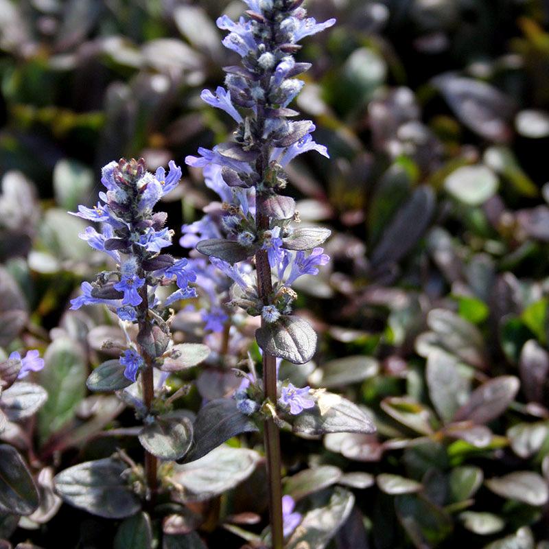 G021 Ajuga Reptans 'chocolate Chip' - View 26 from www redcrocus com