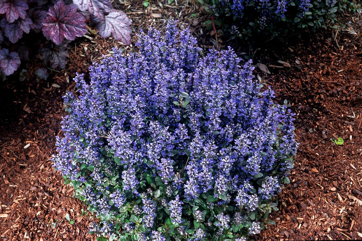 G021 Ajuga Reptans 'chocolate Chip' - View 27 from www redcrocus com