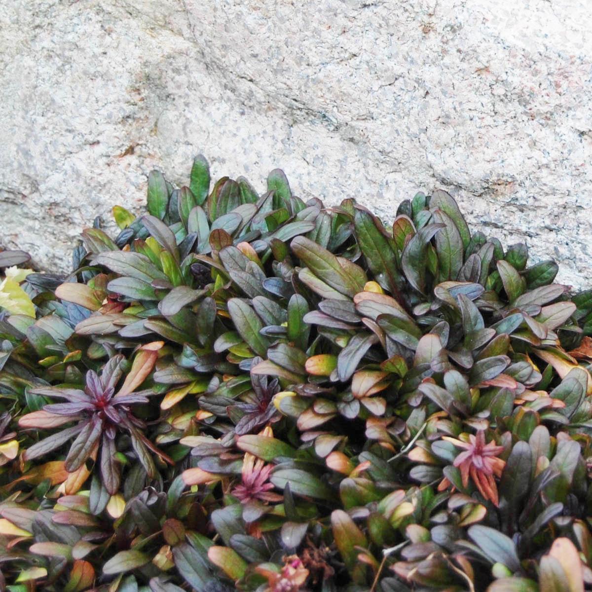 G021 Ajuga Reptans 'chocolate Chip' - View 28 from www redcrocus com