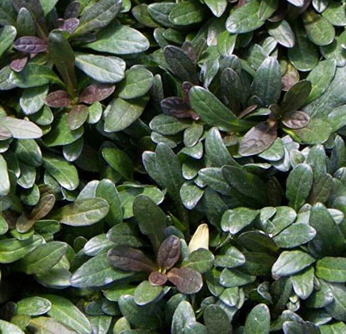 G021 Ajuga Reptans 'chocolate Chip' - View 30 from www redcrocus com