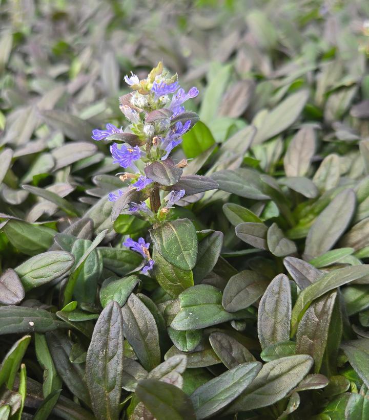 G021 Ajuga Reptans 'chocolate Chip' - View 31 from www redcrocus com
