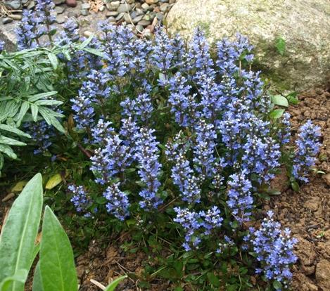 G021 Ajuga Reptans 'chocolate Chip' - View 32 from www redcrocus com