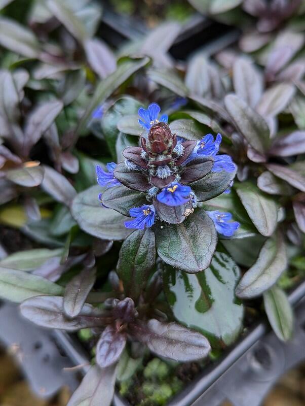 G021 Ajuga Reptans 'chocolate Chip' - View 3 from www redcrocus com