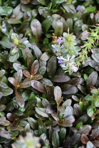 G021 Ajuga Reptans 'chocolate Chip' - View 4 from www redcrocus com