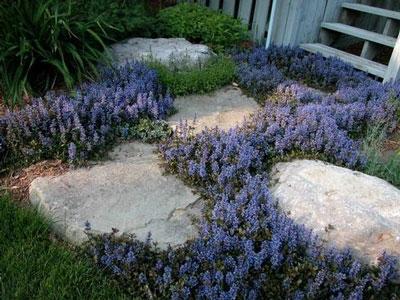 G021 Ajuga Reptans 'chocolate Chip' - View 5 from www redcrocus com
